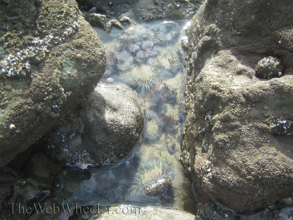 Tide pool with several sea anemones visible among rocks. Water is clear