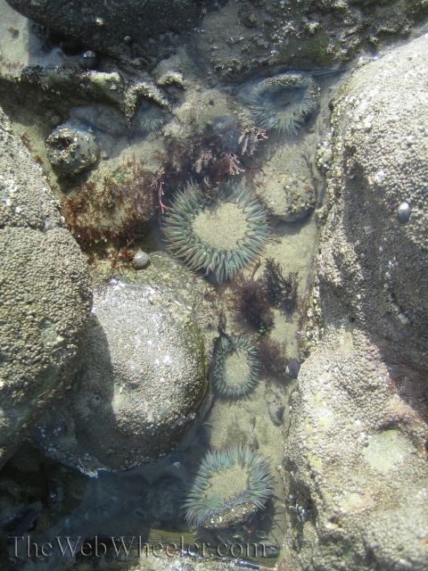 1985 Ford Mustang - Sea anemones are visible in a tide pool surrounded by rocks and seaweed.