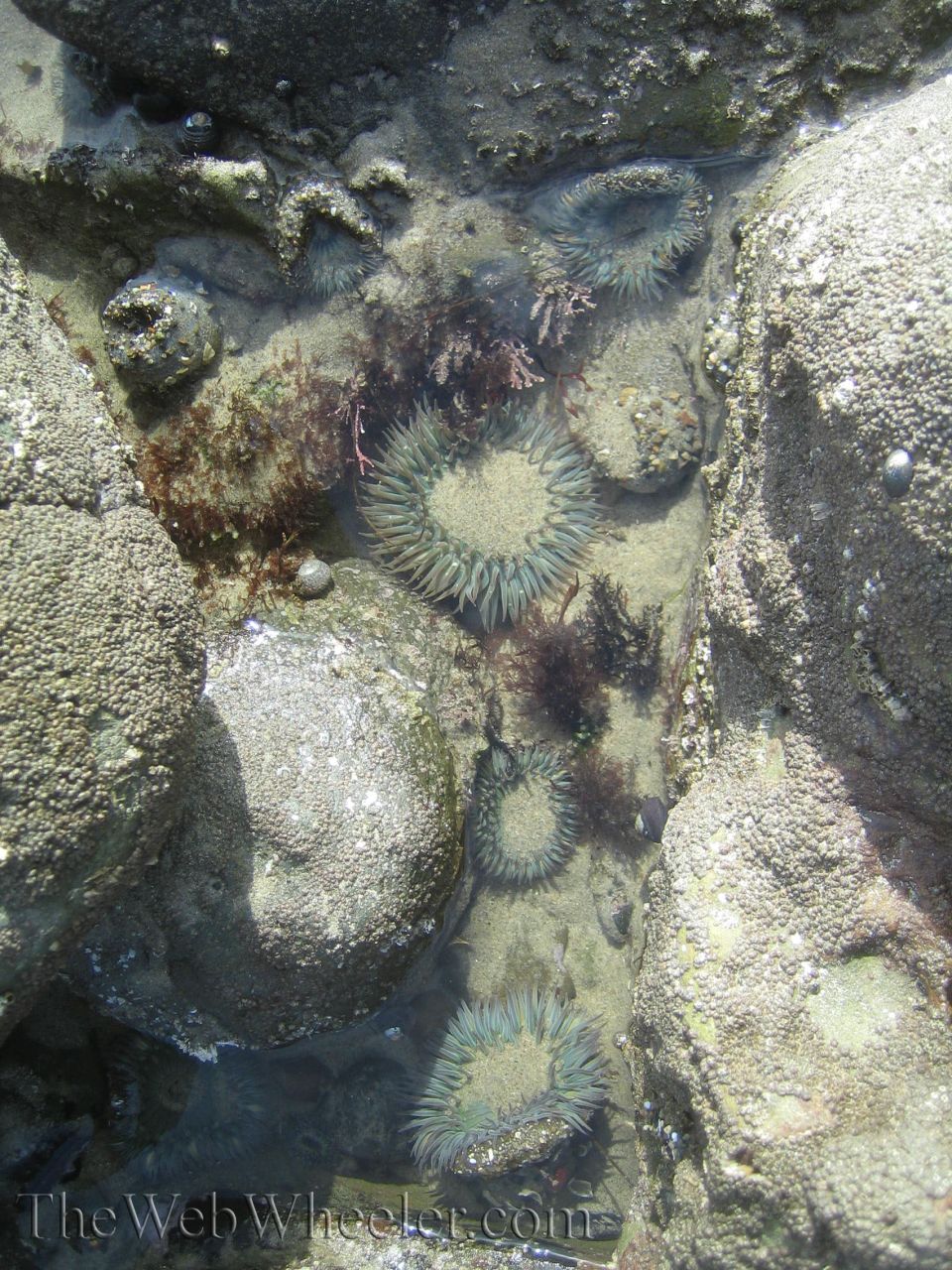 Tide pool with several green sea anemones and rocks. The Web Wheeler.com watermark is visible