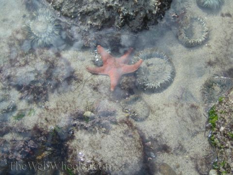 1985 Ford Mustang - A starfish and several sea anemones are visible in a shallow tide pool with sandy bottom and seaweed.
