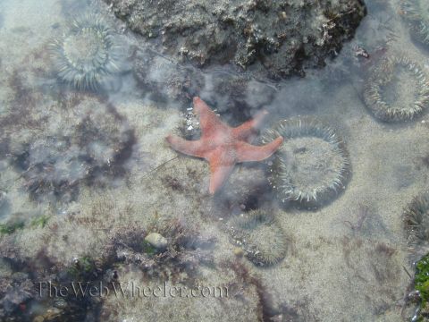 1985 Ford Mustang - Marine life including a starfish and several sea anemones are visible in a tide pool.