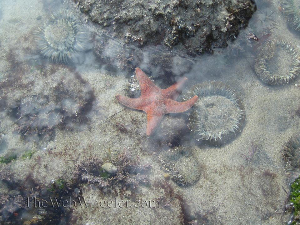 Starfish and sea anemones in a shallow tide pool with sandy bottom and rocks