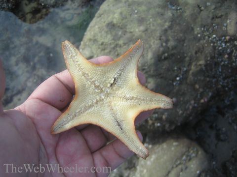 1985 Ford Mustang - A person holds a starfish, revealing its underside with five arms and textured surface.