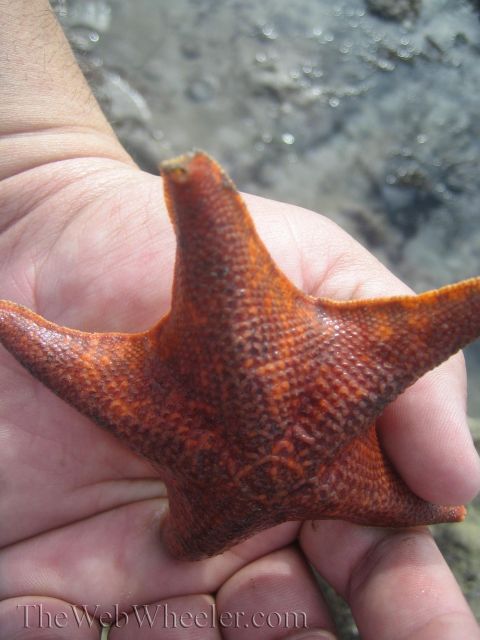 1985 Ford Mustang - A close-up of an orange starfish being held in a person's hand near the water.