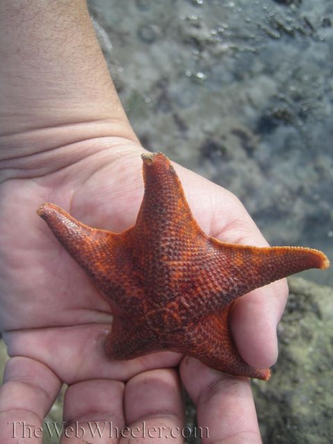 1985 Ford Mustang - A person holds an orange starfish in their palm near shallow water.
