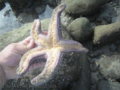 1985 Ford Mustang - A person holds a starfish on a rocky beach near shallow water.