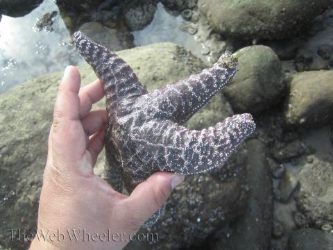 1985 Ford Mustang - A person is holding a starfish near some rocks at the water's edge.
