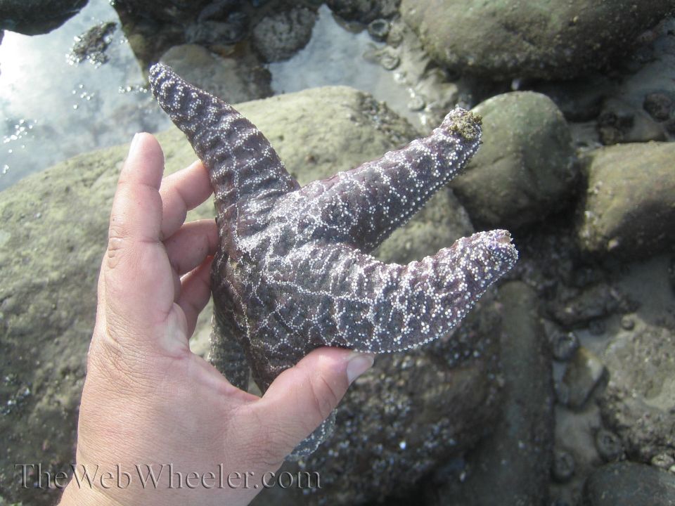 Hand holding a large, dark starfish with white speckles. Rocks and shallow water in background