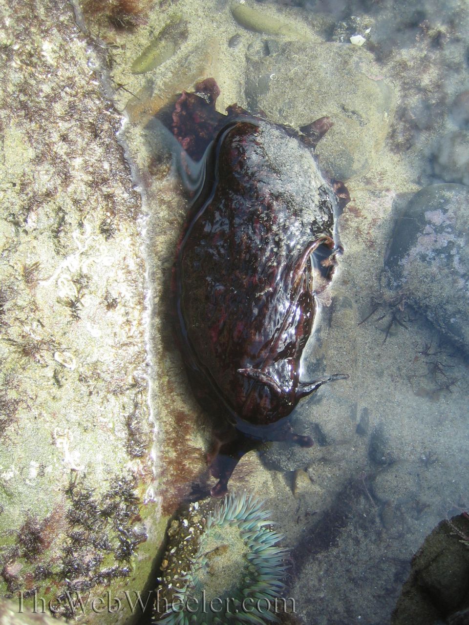 Sea slug and anemone in a rocky tide pool