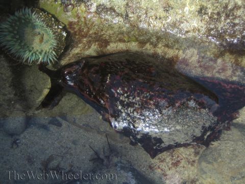 1985 Ford Mustang - A sea slug rests near a green anemone in a shallow tide pool, surrounded by rocks and seaweed.