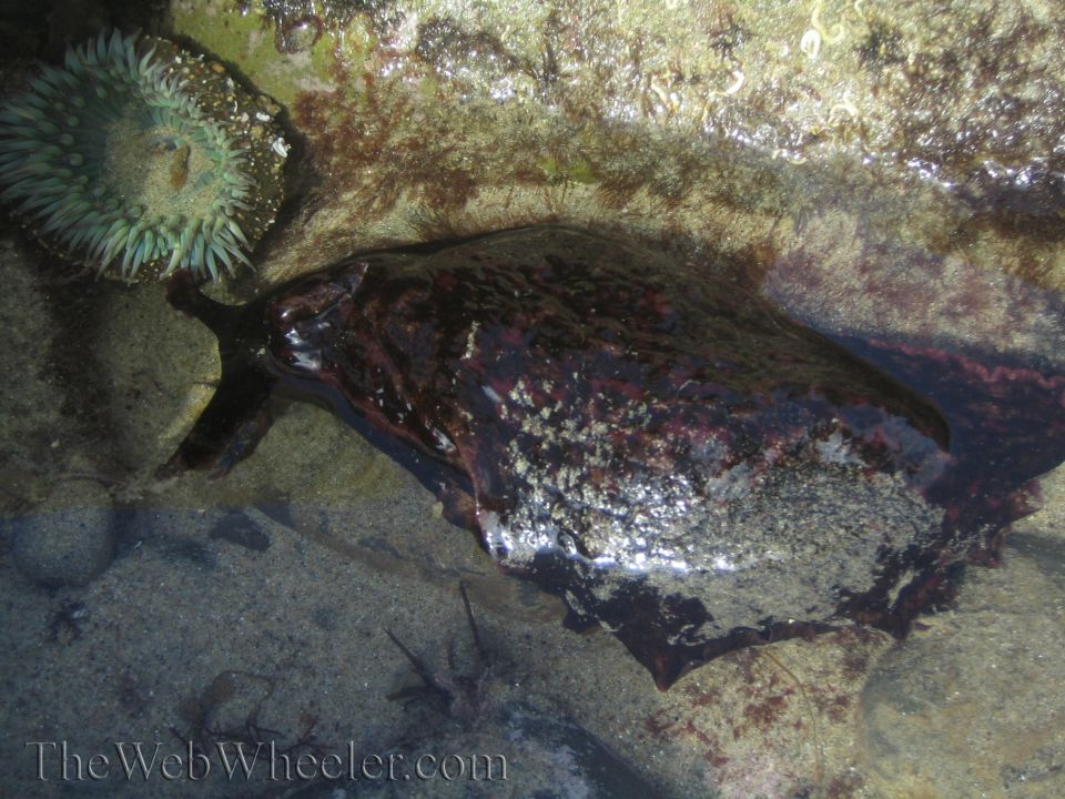 Sea slug and anemone in a tide pool