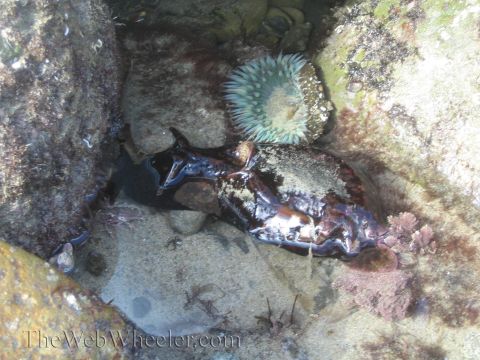 1985 Ford Mustang - Tide pool scene with a sea anemone and a sea slug among rocks and seaweed.
