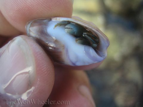 1985 Ford Mustang - A small hermit crab is visible inside its shell, with fingers holding it for a closer look.