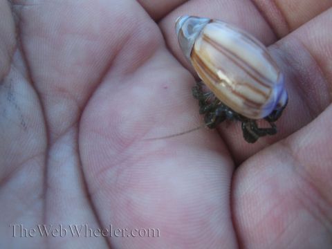 1985 Ford Mustang - A hermit crab with a striped shell is held in a person's palm.