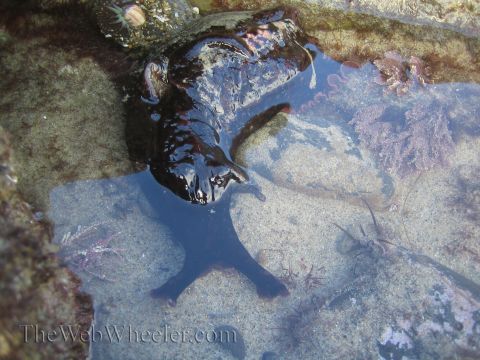 1985 Ford Mustang - A dark, multi-limbed sea creature is visible in a shallow tide pool, surrounded by rocks and seaweed.