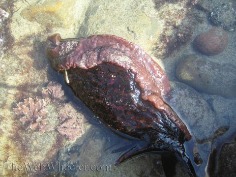 1985 Ford Mustang - A sea slug is partially submerged in clear water, surrounded by rocks and marine vegetation.