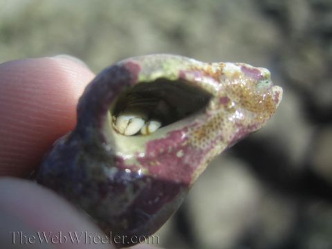 1985 Ford Mustang - A hermit crab emerges from its shell, showing its claws.