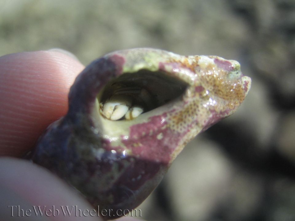 Hermit crab peeking out of its shell, held by a finger