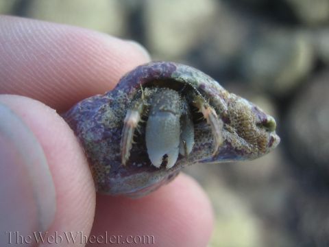 1985 Ford Mustang - A hermit crab peeks out from its shell while being held by a person's fingers.
