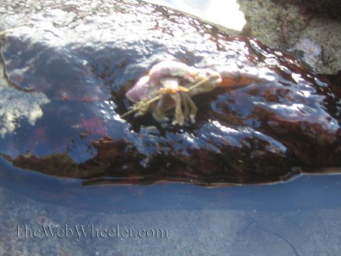 1985 Ford Mustang - A hermit crab navigates a wet rock surface, with the website address visible at the bottom.
