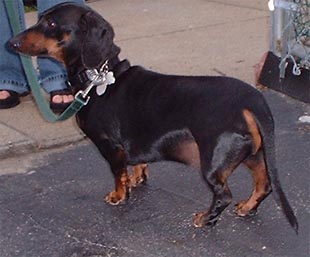 1997 Ford Crown Victoria - A dog is pictured on a leash, with a person's legs visible in the background.