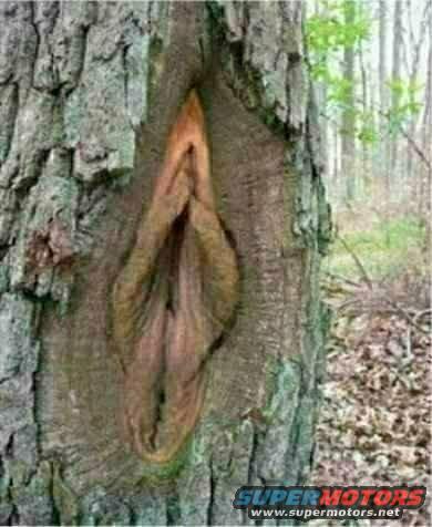 1992 Ford Mustang - A peculiar natural formation on tree bark resembles a vulva, found in a wooded area.