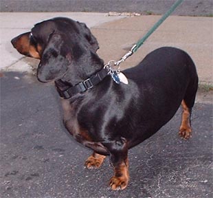 1997 Ford Crown Victoria - A black dachshund is shown on a leash while standing on a paved surface.