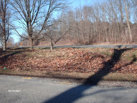 1995 Ford Probe - A roadside scene captured on March 14, 2021, bare trees and a carpet of fallen leaves.