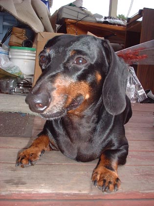 1997 Ford Crown Victoria - A dachshund dog rests on a wooden surface with a messy background.