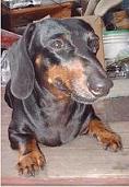 1997 Ford Crown Victoria - A dachshund dog rests indoors, its coat shiny.