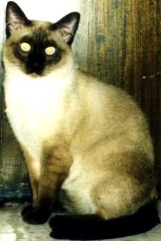 1999 Mercury Grand Marquis - A Siamese cat with dark points and striking yellow eyes is captured in this portrait.