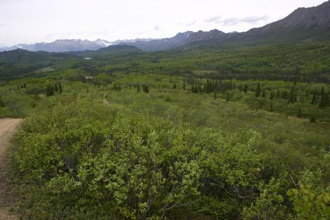 2003 Jeep TJ - A vast, verdant landscape unfolds with rolling hills, dense forests, and mountains under a cloudy sky.