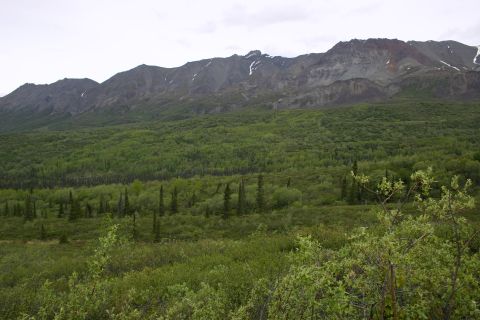 2003 Jeep TJ - A vast expanse of green forest stretches towards a mountain range under a cloudy sky.