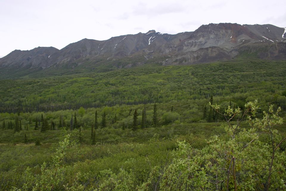 mountain range over dense green forest and brush