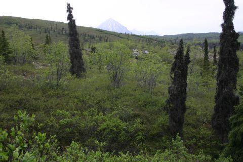 2003 Jeep TJ - A vast Alaskan landscape unfolds with rolling hills, dense vegetation, and a prominent mountain under a cloudy sky.