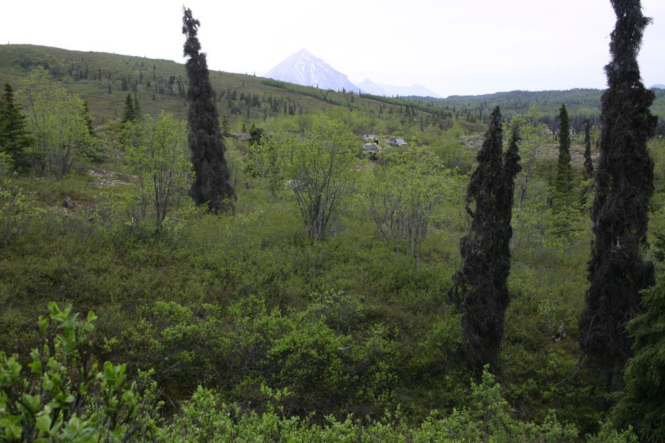 Mountain landscape with dark, wispy trees in the foreground and a snow-capped mountain in the distance