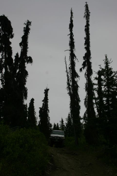 2003 Jeep TJ - A white SUV navigates a muddy dirt road through a dense forest with tall, dark trees.