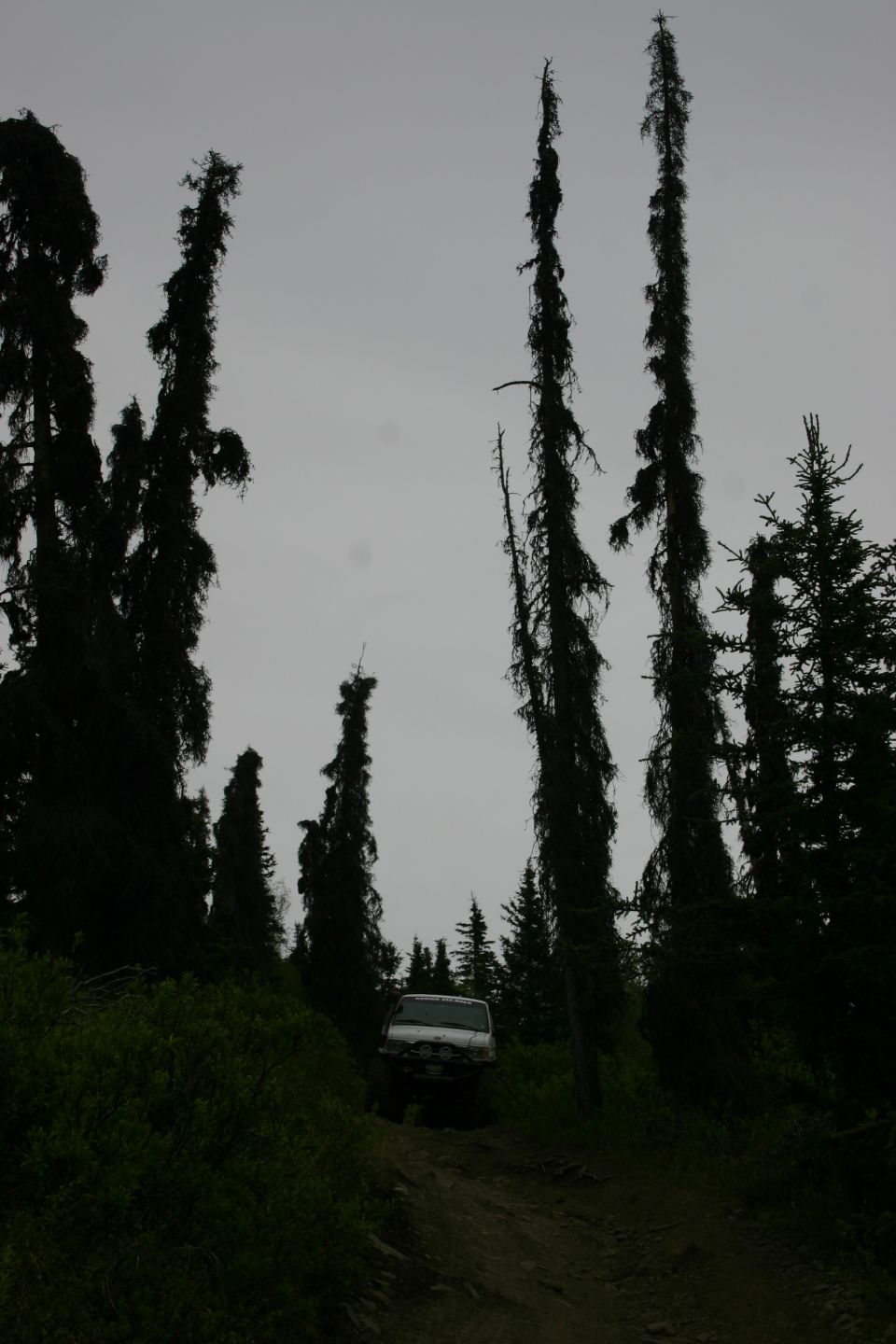 White SUV on a dirt road in a forest