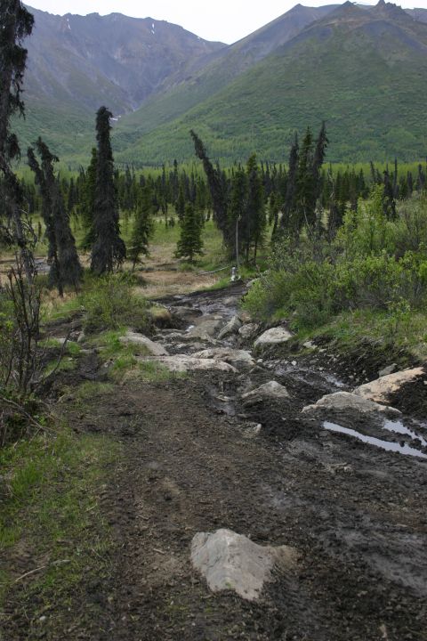 2003 Jeep TJ - A challenging off-road trail in a mountainous, forested area.