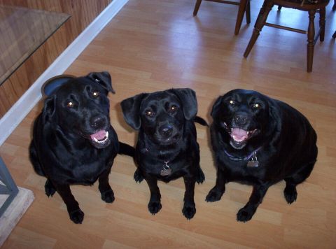 1998 Ford Crown Victoria - Three black dogs are sitting on a wooden floor, with one on the far right wearing a collar and tag.