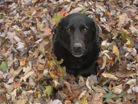 1966 Land Rover Discovery - A black dog is partially hidden in a large pile of colorful autumn leaves.