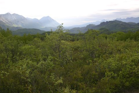 2003 Jeep TJ - A vast expanse of lush green trees stretches towards a misty mountain range under a cloudy sky.