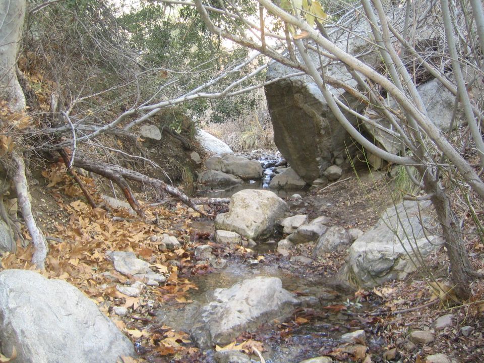 Rocky stream bed with fallen leaves and branches