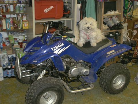 1986 Ford Bronco - A white dog sits atop a blue Yamaha ATV in a garage setting.