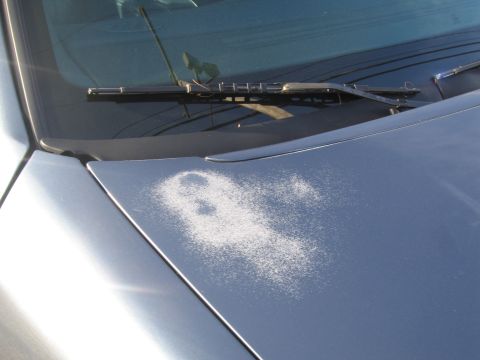 1991 Ford LTD Crown Victoria - The hood of a car shows significant paint damage with white patches of peeling clear coat.