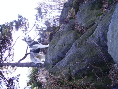 1989 Ford Bronco - A husky dog balances on a tree branch, looking up at a large rock formation.