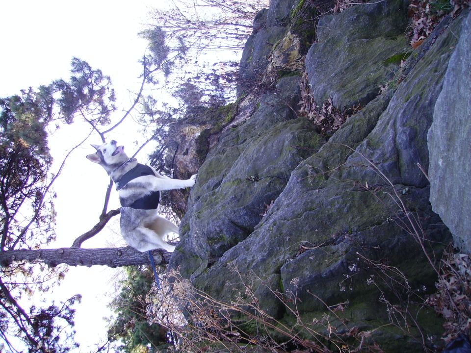 Husky dog on a branch, reaching towards a rocky cliff face