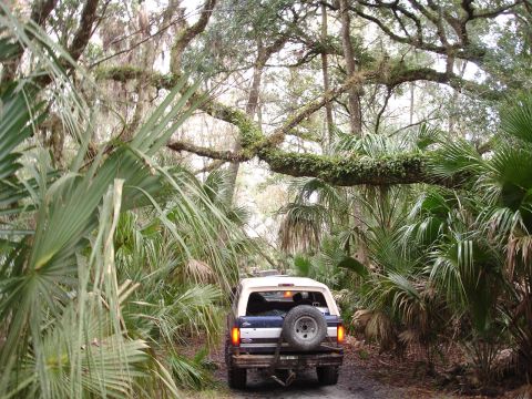 1989 Ford Bronco - A blue and white Ford Bronco navigates a narrow dirt path surrounded by dense tropical foliage.