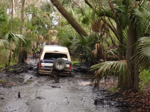 1989 Ford Bronco - A white and blue 1989 Ford Bronco is stuck in a muddy trail surrounded by trees and palm fronds.