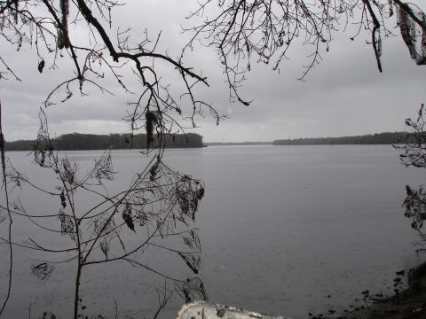 1989 Ford Bronco - A gloomy day at the lake, with bare branches obscuring the view of the water and distant tree line.